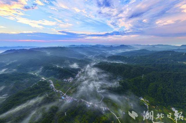 夷陵：清晨薄雾“捉迷藏” 生态茶园好风光