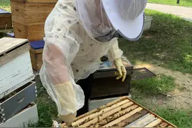 燕都新趣|小小蜜蜂立有怎样的大功劳？图片