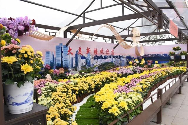 西北首秀绽异彩 米东区获第十五届中国菊花展览会金奖