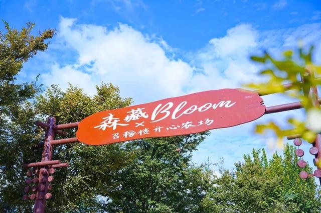 闵行竟有这样的田园惬意！品茶、露营、带娃遛狗……就藏在你熟悉的这里→