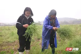衡山：农历三月三 荠菜煮鸡蛋图片