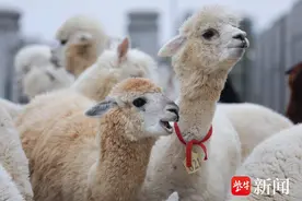 萌萌哒！百只羊驼句容“安家”，南美洲羊驼实现本土化繁育养殖图片