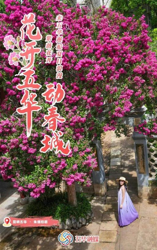 紫薇花开，来昆明邂逅夏日浪漫~