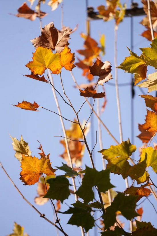 这场秋日浪漫别错过 申城落叶道体验进入倒计时