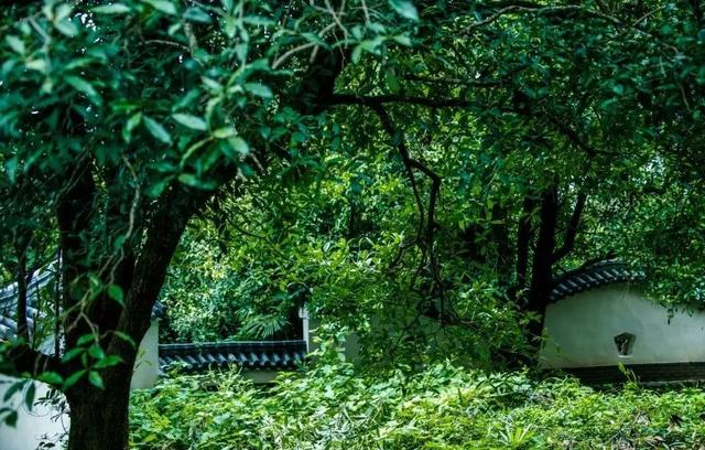 "桂花地图"上线！咸宁邀您共赴金秋寻香之约