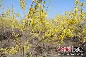 禹州市磨街乡：“穷沟”开满“致富花”图片