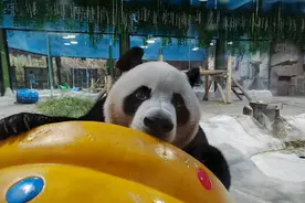 洛阳栾川竹海野生动物园再放大招：省外游客全免费，省内游客免门票图片