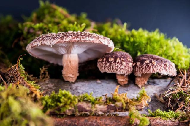 这座小城靠“香菇”火出圈！浙西南秘境，美食美景藏不住了