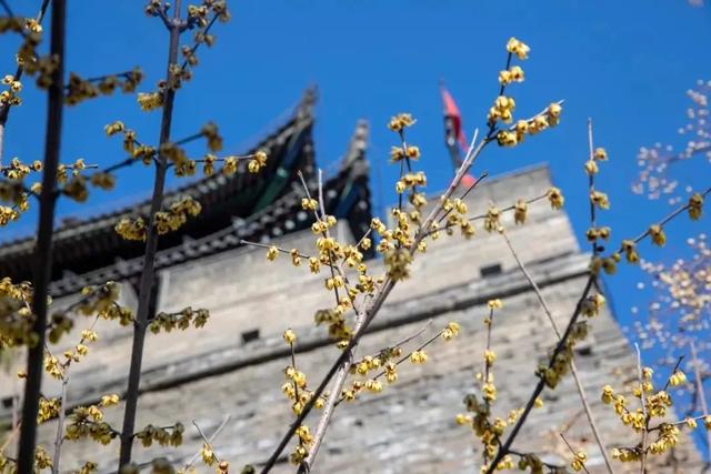 香香香香香！碑林的蜡梅开了！