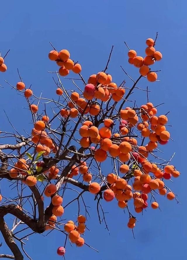 总是会反复爱上潍坊的秋天！