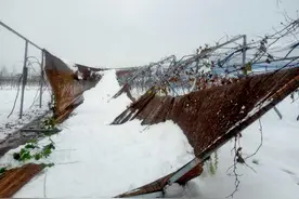 寒潮来袭！葡萄猕猴桃防雪防冻指南请查收图片