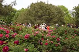 春日花事正酣 莲花池公园迎来客流高峰图片