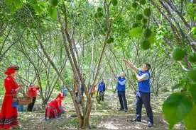 阳春市：集种植、加工、观光于一体，春湾青梅产业链逐步延伸图片