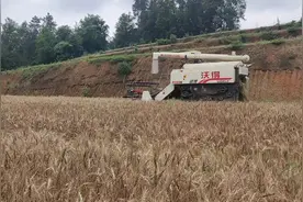 开阳县楠木渡镇：金色麦田奏响“丰收曲”抢占农业发展新赛道图片
