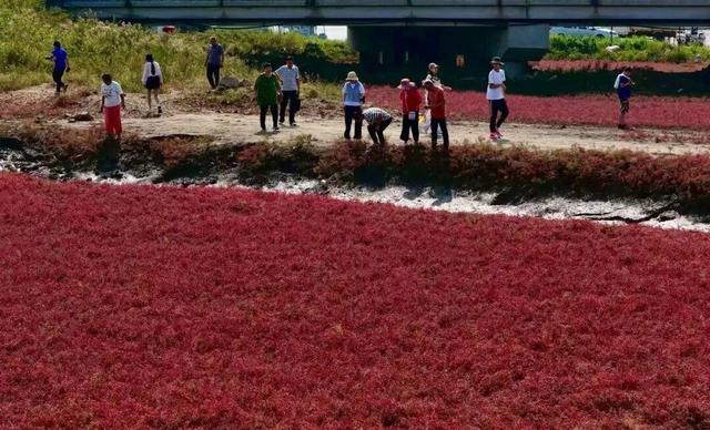 南海红海滩刷屏 网友争相打卡