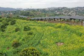 四川合江：油菜花开 踏春赏花正当时图片