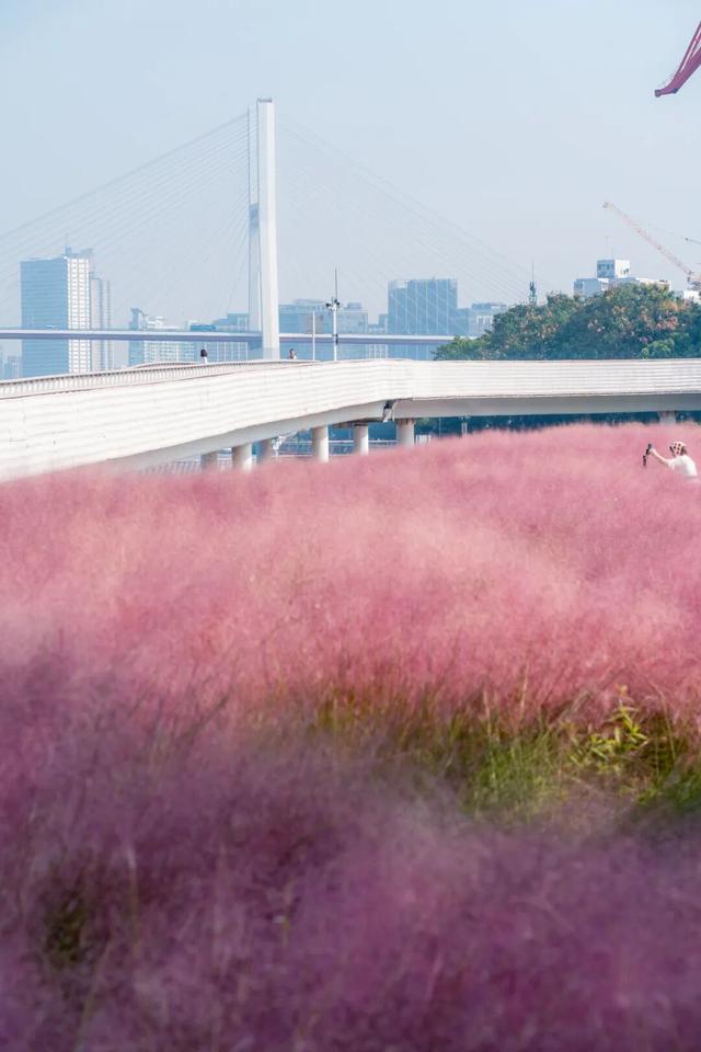 上海市区人少免费的绝美粉黛花海！还能与陆家嘴三件套同框→