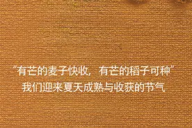 二十四节气|芒种：风吹麦成浪，蝉鸣夏始忙图片