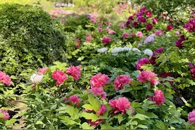 昌平赏花正当时，公园里花卉“上新了”！图片