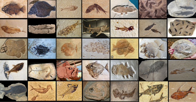这个小盒子里的化石材料	，产生了非常多举世瞩目的成果，有十几篇顶刊文章｜卢静 一席少年第36位讲者