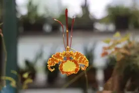 大城名园 万物和谐｜花非花，蝶非蝶？植物界也有自己的“Cosplay”图片