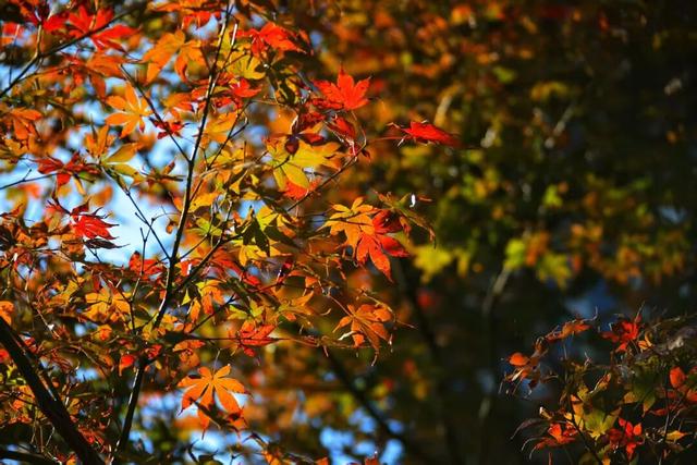 红了！上海枫叶已变色