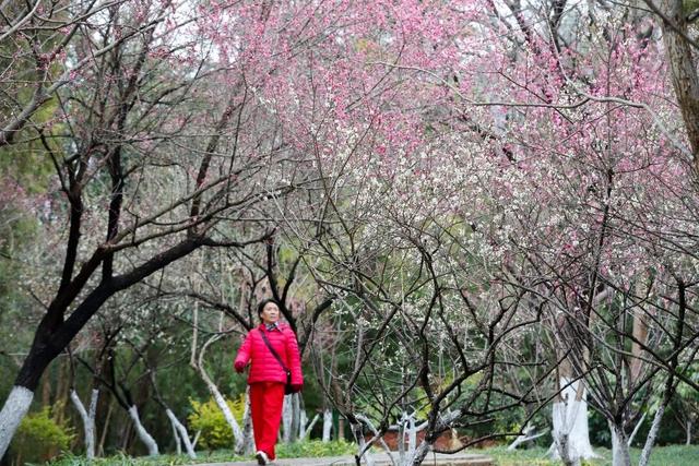 相山公园，花开成海！