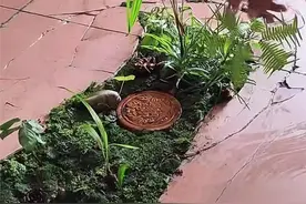 大学生将宿舍地板破洞变成微型景观，当事人：学校曾想将破碎的地板补上，但团队回应希望保留图片