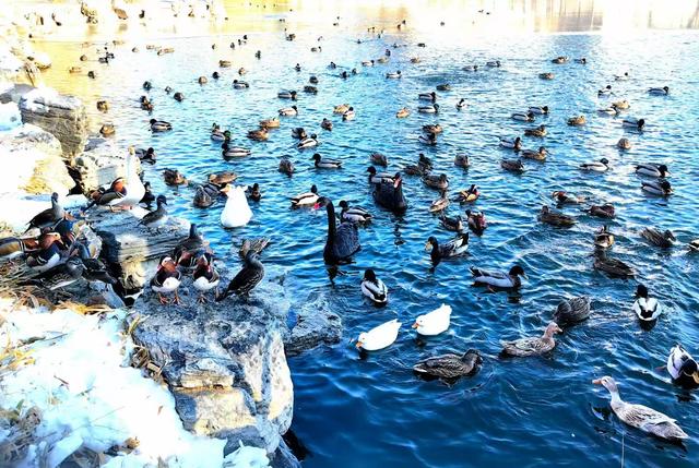 北京农展馆后湖，何以引来百鸟嬉？现场探秘——