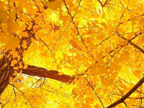 北京号最精彩｜登山赏红叶！京郊宝藏步道打卡全攻略来啦