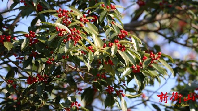 衡山：紫金山旅游景区铁冬青进入最佳观赏期