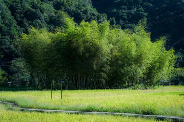 央媒看南平｜玲珑溪谷“懒生活”：青年力量唤醒南平乡野活力