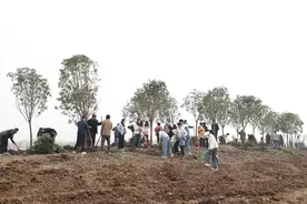 襄阳白鹭湖趣野生态公园注入首抹绿意图片
