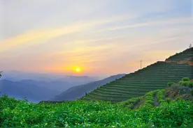 寿宁：“一片叶”的共富密码图片