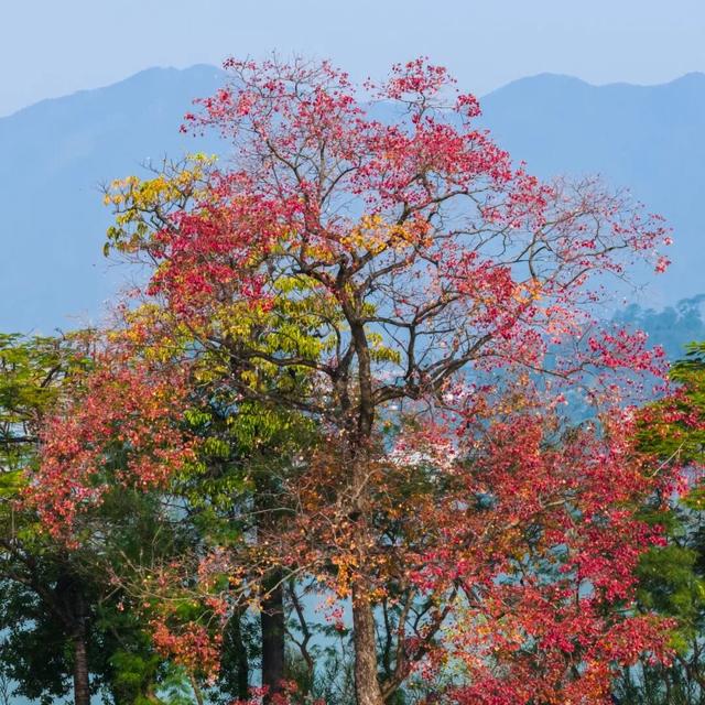 快来打卡！星湖边的乌桕红了，比枫叶更艳丽！