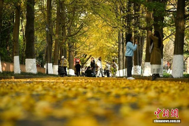 昆明街头银杏披“金衣” 市民打卡忙