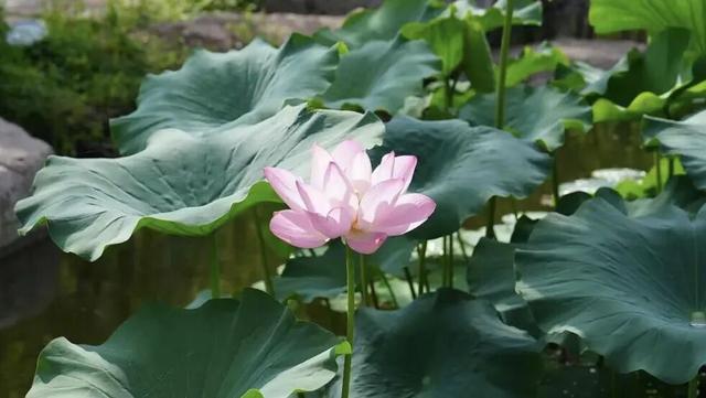 教师节专享 ｜9.6-9.14老师半价入园