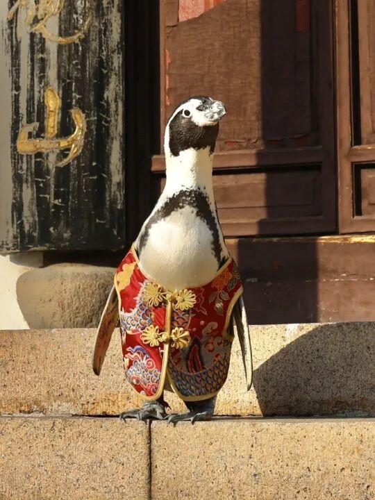 萌度“爆表”！洪堡企鹅最爱的瞻园秋景都在这里→