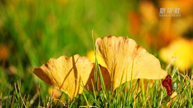 千城百县看中国｜福建寿宁：微寒暖阳时