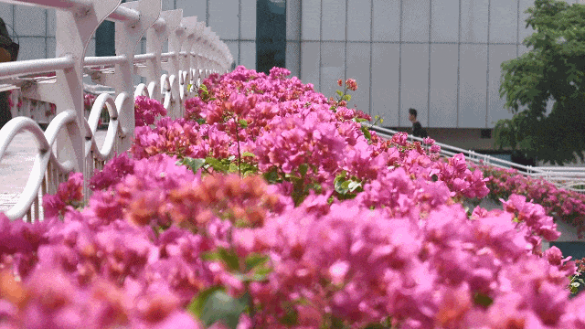 风渐凉，来福建寻一片温柔的秋