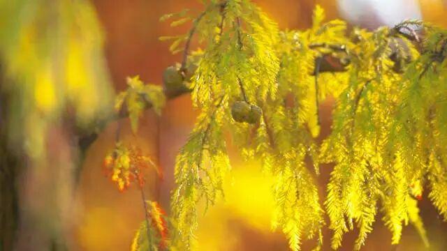 到肇庆，邂逅一场岭南绚彩之冬！