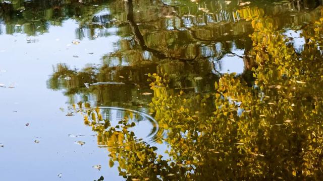 红的黄的绿的！天气这么好，来这些地方看看闵行的秋天吧~