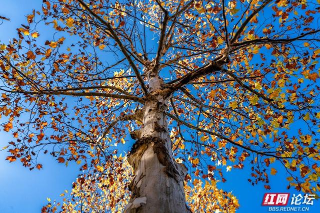 梧桐染晨光，一条路藏尽长沙的温柔