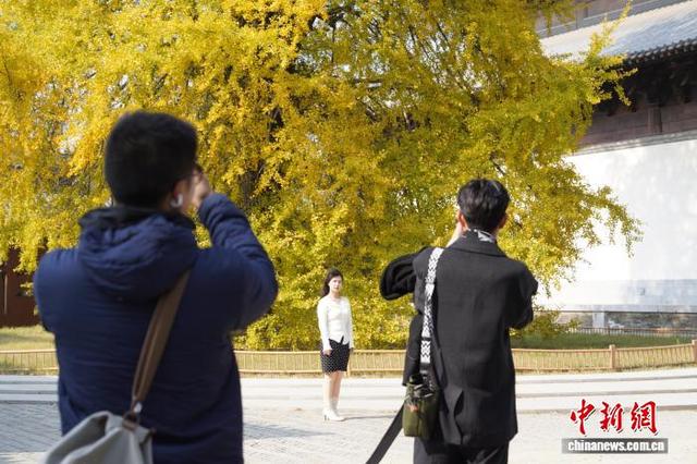 浙江桐乡：千年银杏换上“金装” 吸引游客打卡