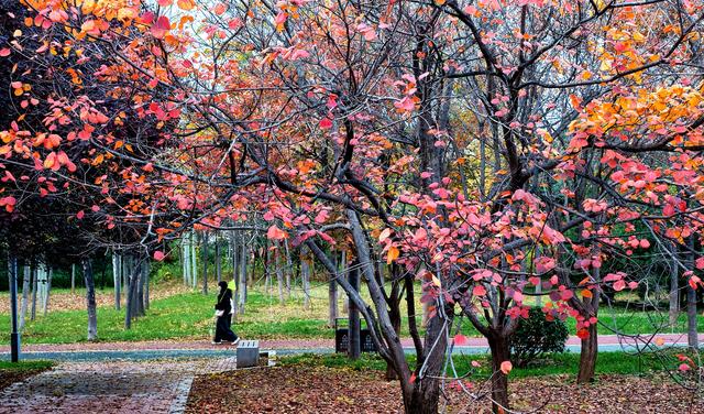 孟津区：城区公园秋色斑斓