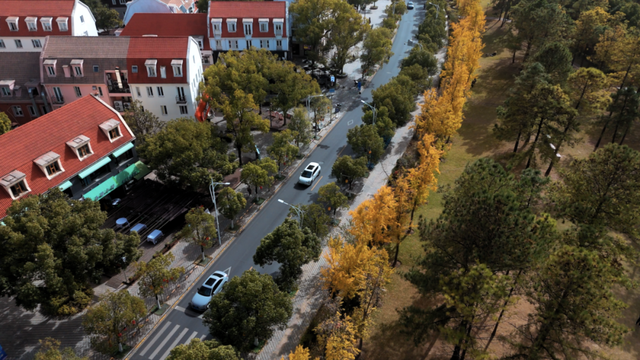 不扫的金叶，是罗店藏在碎金光影里的秋日私语