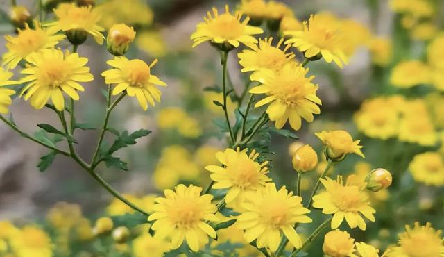 晚潮｜凤凰湖的野菊