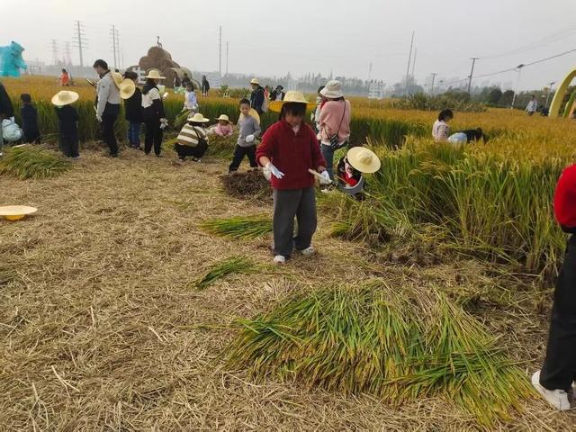 秋日限定，太仓这里超好玩！