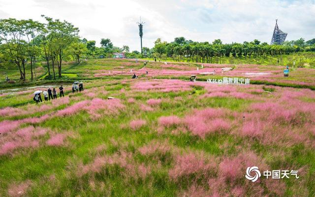 广西南宁园博园：粉黛草浪漫上线 草色温柔