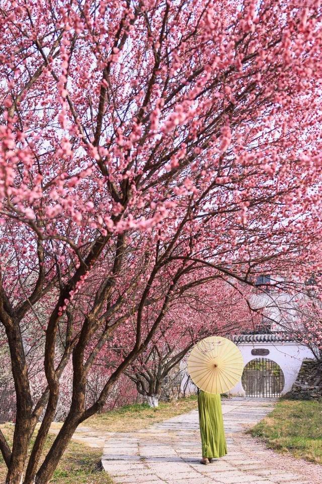 十万梅花和一首诗在花乡茶谷等你